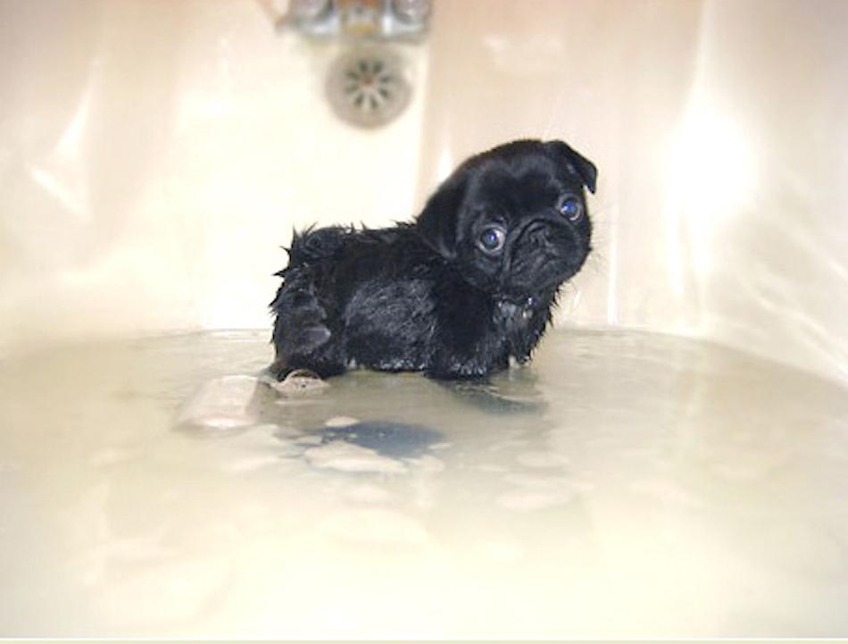 awesome-to-be-a-pug-model.jpg