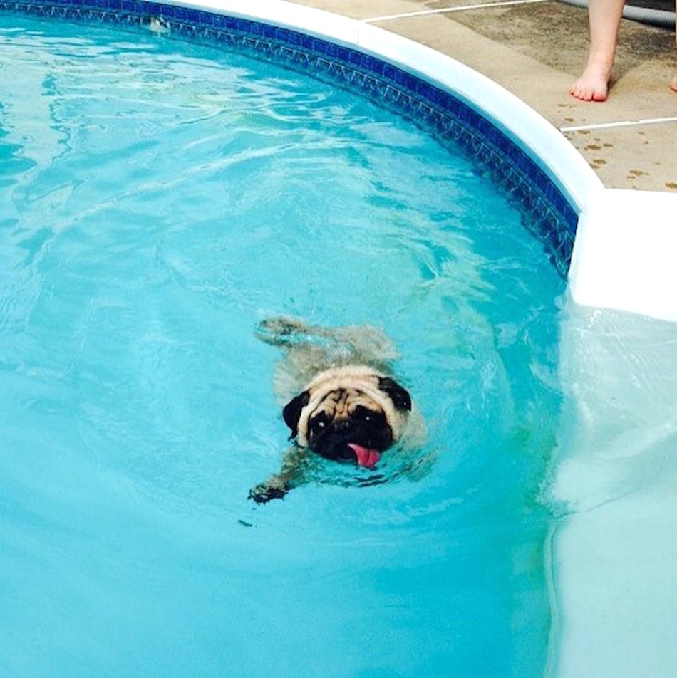 awesome-to-be-a-pug-swimming1.jpg