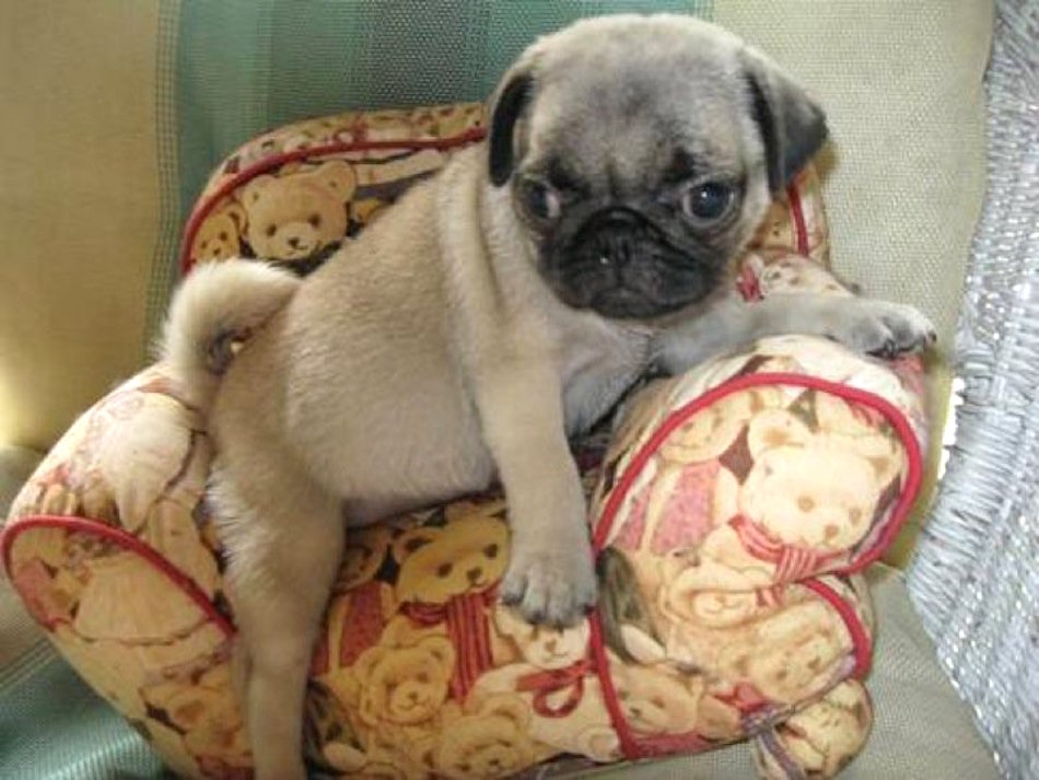 awesome-to-be-a-pug-tiny-chair.jpg