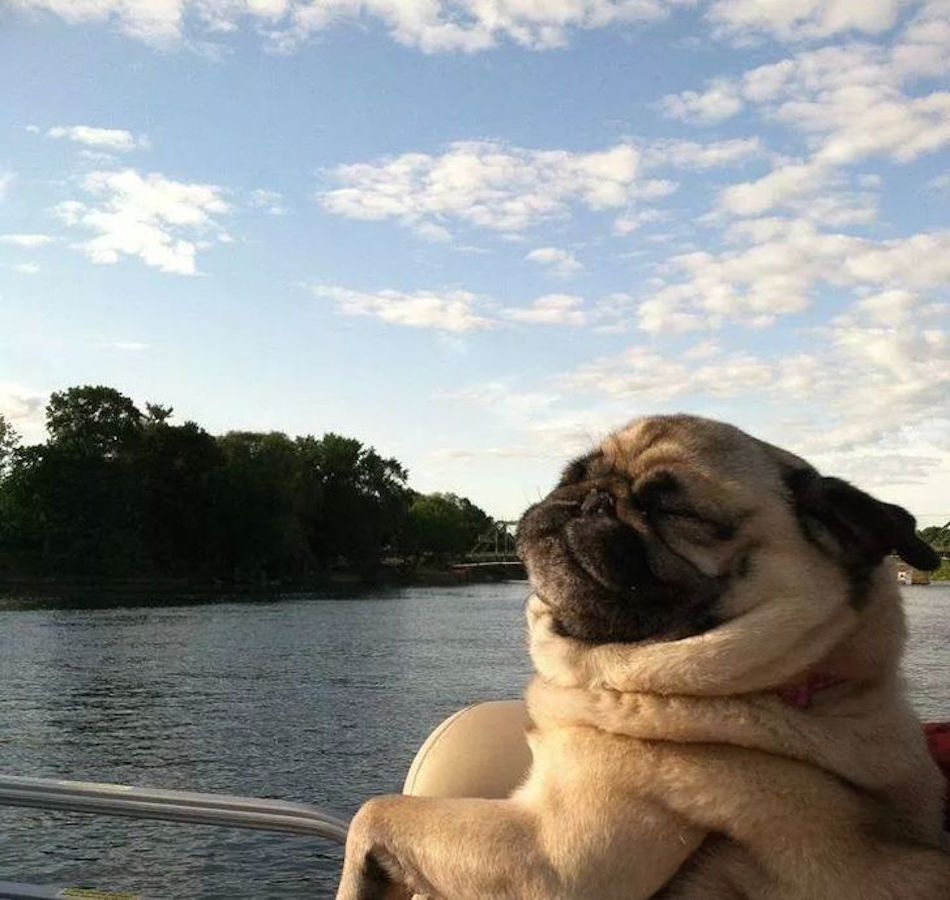 awesome-to-be-a-pug-vacation.jpg