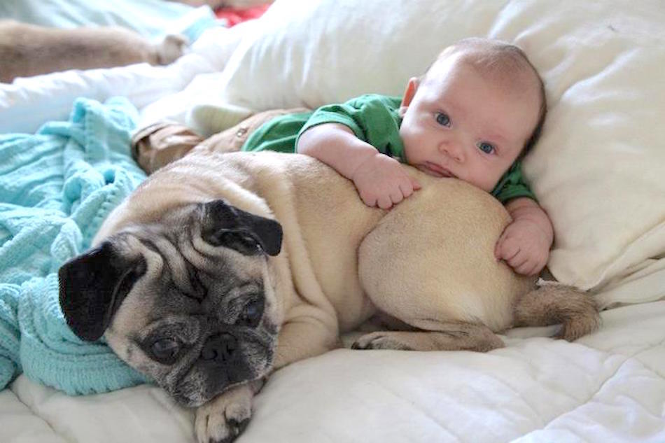 awesome-to-be-a-pug.jpg