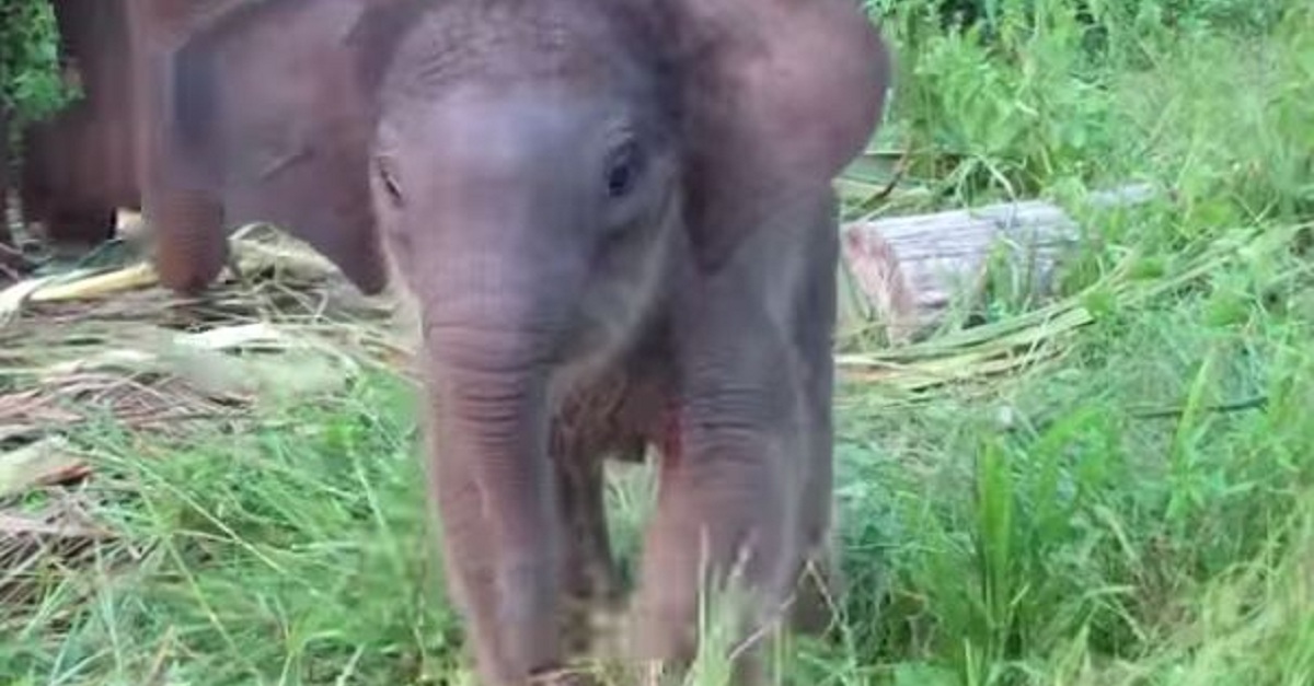 aww-a-baby-elephant-learns-to-use