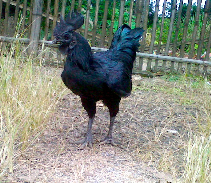 ayam-cemani-chicken.jpg