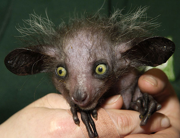 aye-aye.jpg