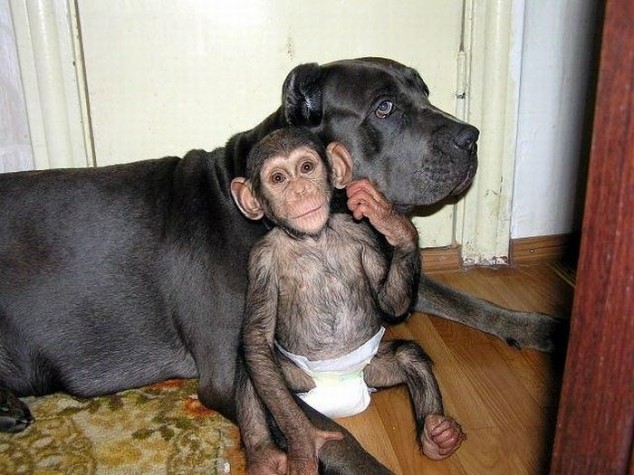 b375e588815590dbe3cdf4cd741a948d_chimp1.jpg