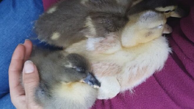 babby ducks