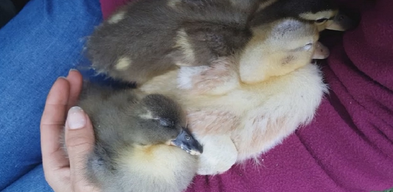 babby ducks