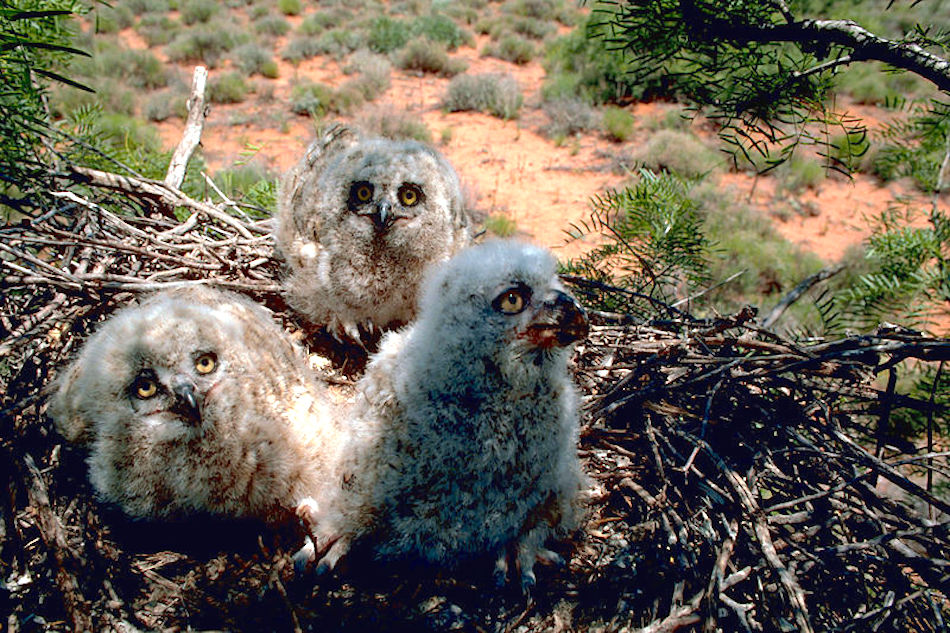 babies-in-nest.jpg