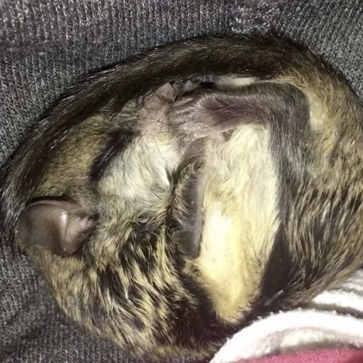 baby-acorn.jpg