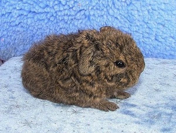 baby-agouti.jpg