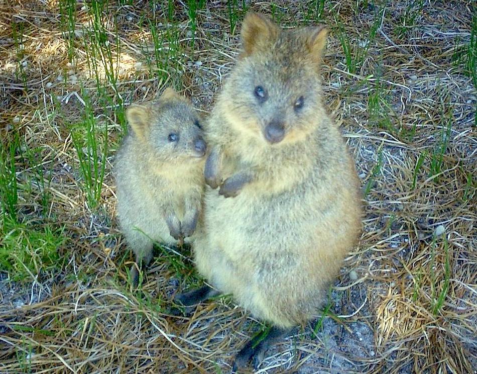 baby-and-mom-quokka.jpg