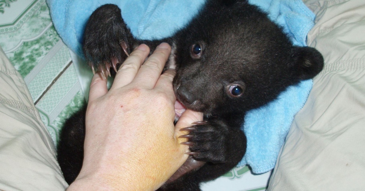 baby bear rescue thumb b