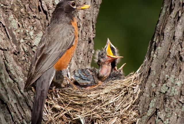baby-birds_5.jpg baby-birds_5.jpg