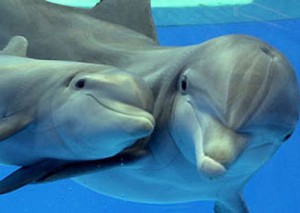 baby-dolphin-pictures-main-300x213-1.jpg