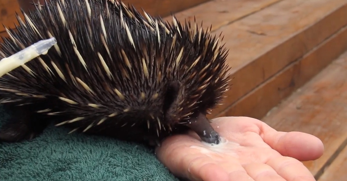 baby echidna rescued