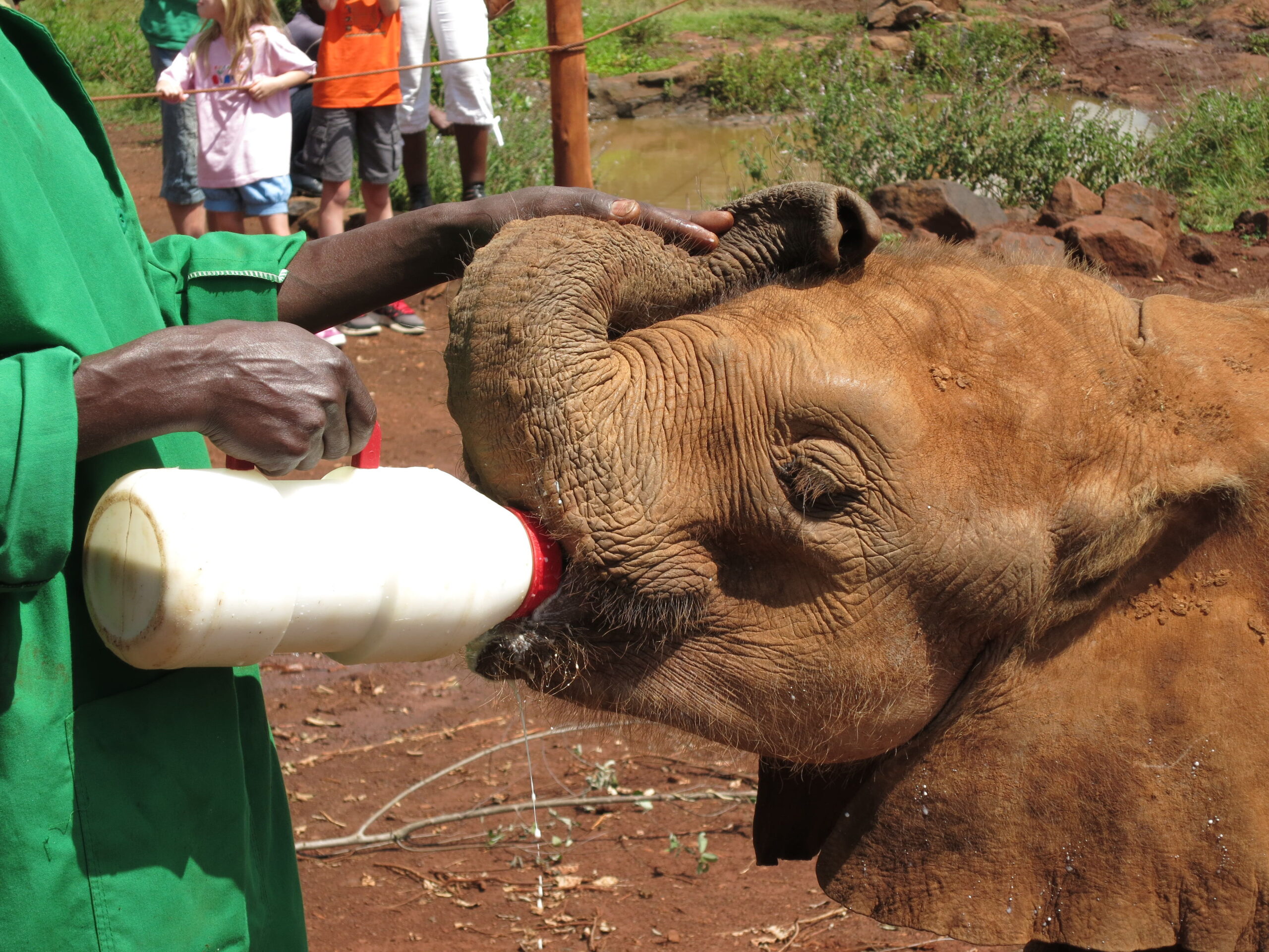 baby-ele-being-bottle-fed-1.jpg