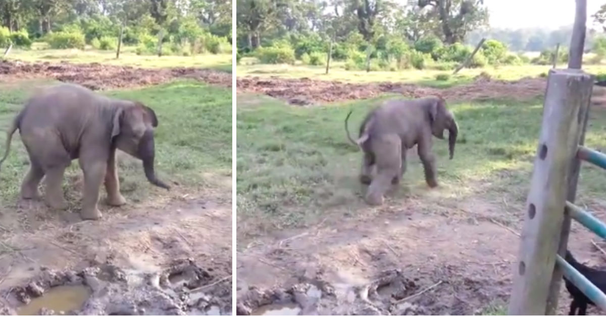 baby-elephant-scared-of-goat