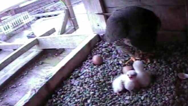 baby-falcon-chicks