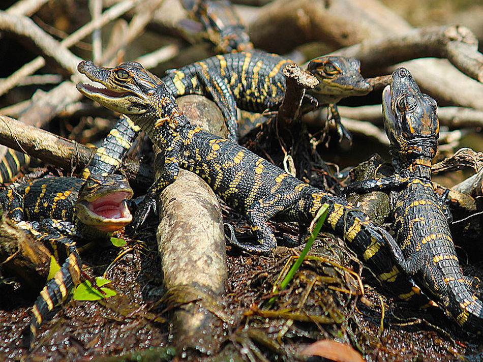 baby-gators.jpg