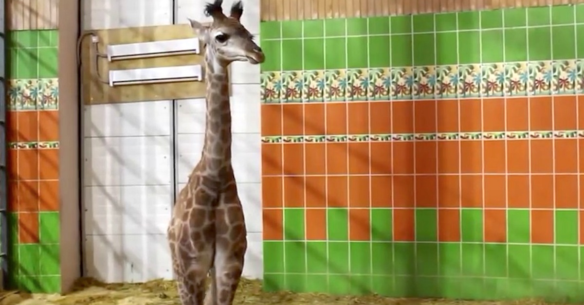 baby giraffe kisses zookeeper