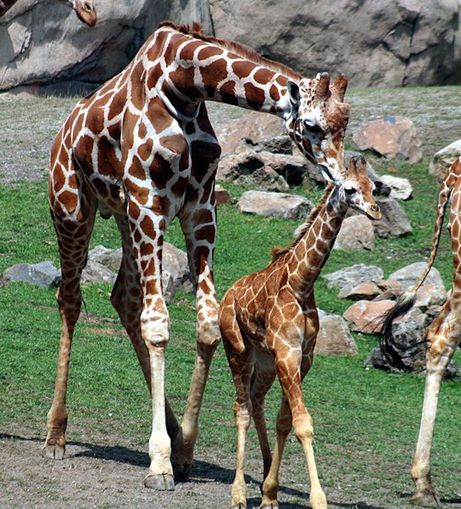 baby-giraffe-walking.jpg