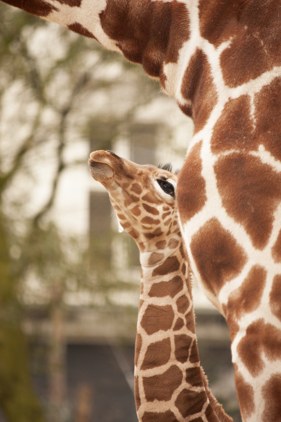 baby-giraffe.jpg