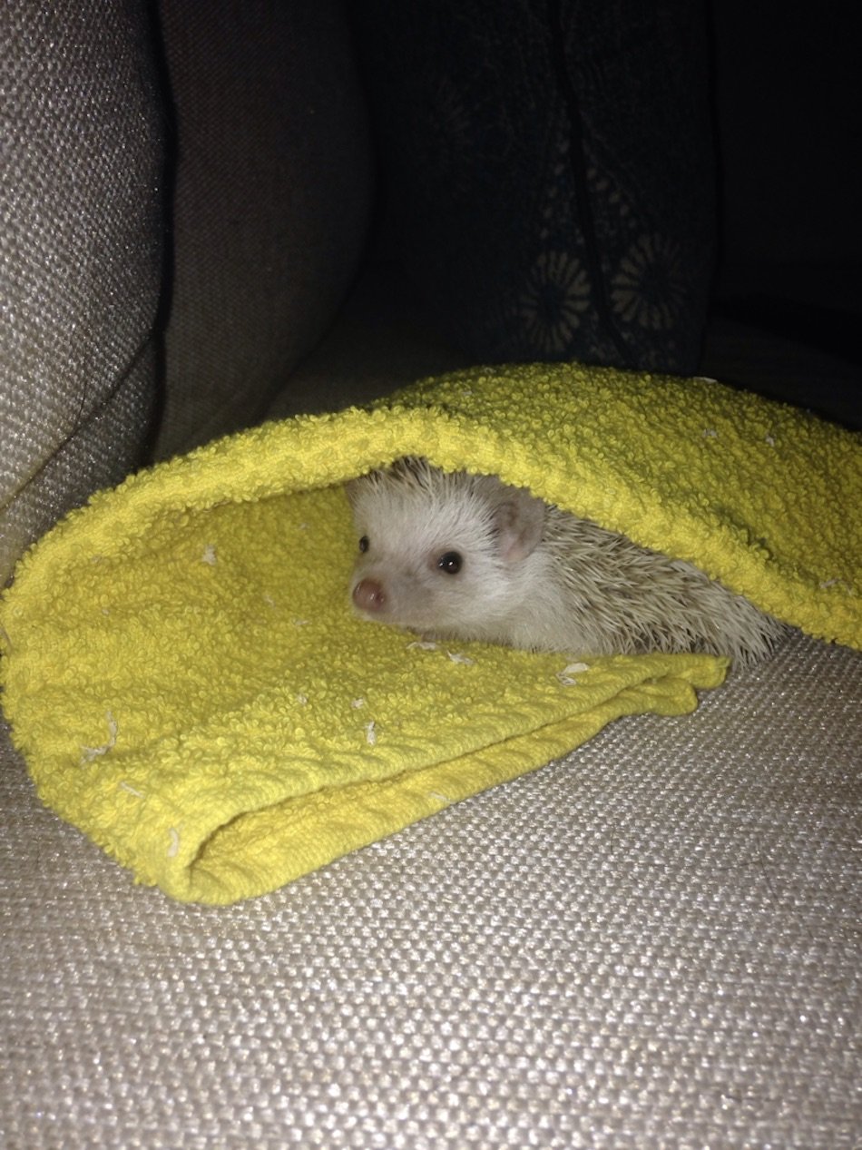baby-hedgehog.jpg