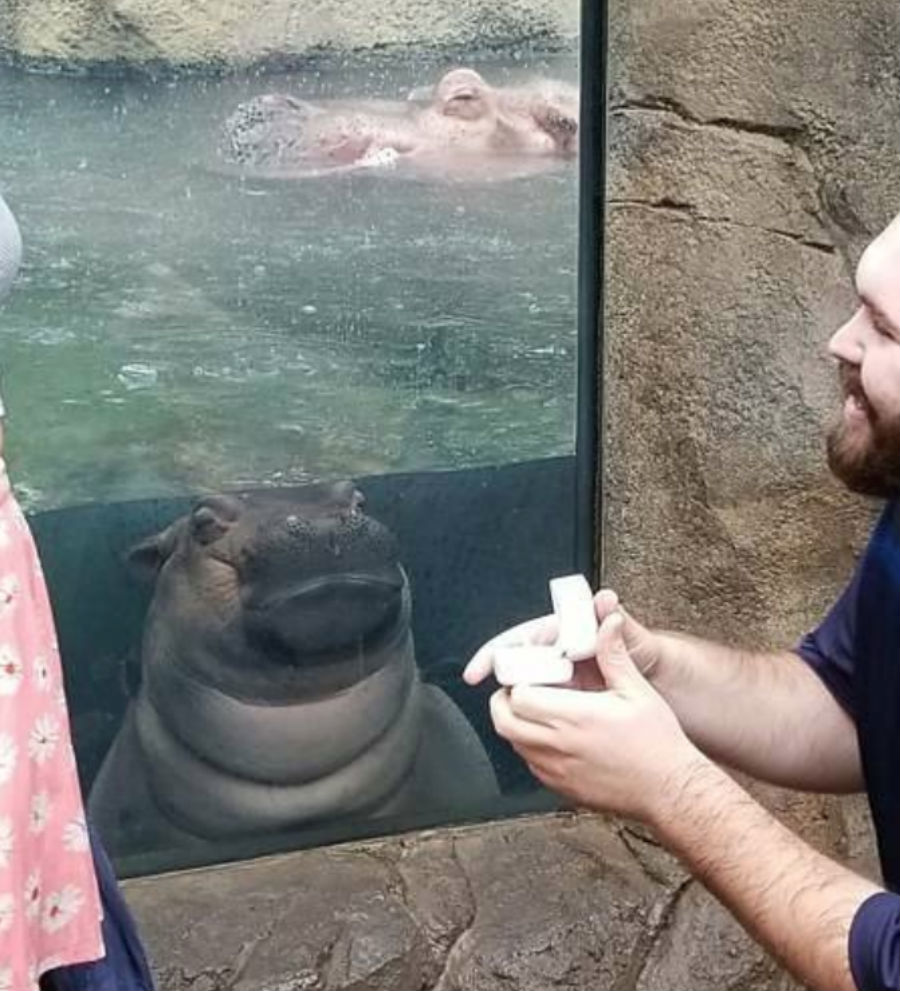 baby-hippo-proposal-7.jpg