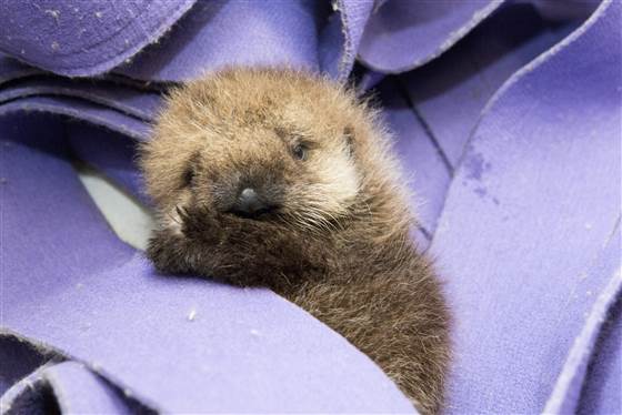 baby-otter-adorable-saved.jpg