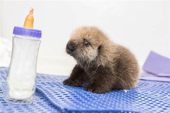 baby-otter-pup-milk-bottle.jpg