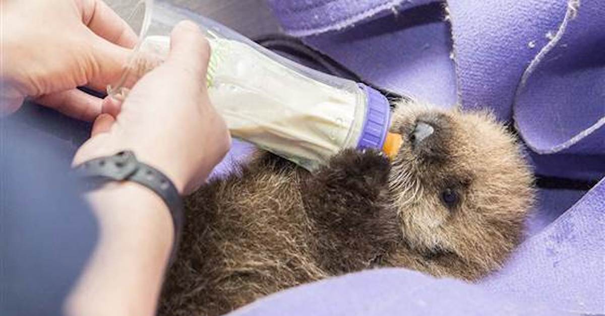baby-otter1.jpg