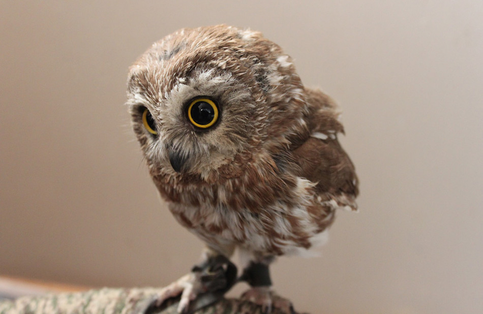 baby-owl.jpg