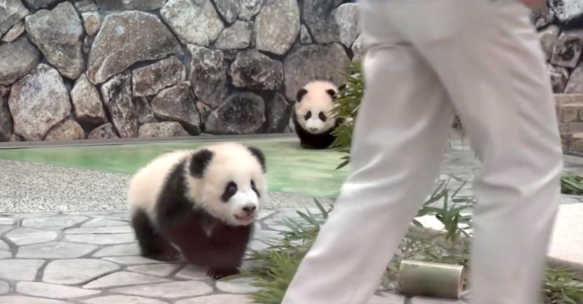 baby panda chases zookeeper