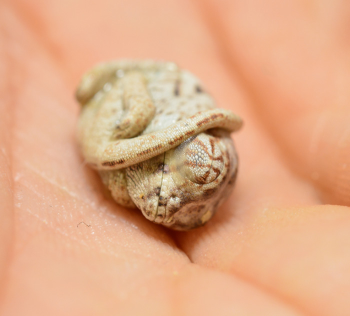 baby-panther-chameleon-seconds-after-hatched-egg-position-1.jpg