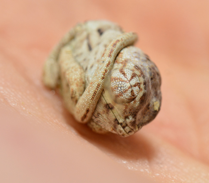 baby-panther-chameleon-seconds-after-hatched-egg-position-2.jpg