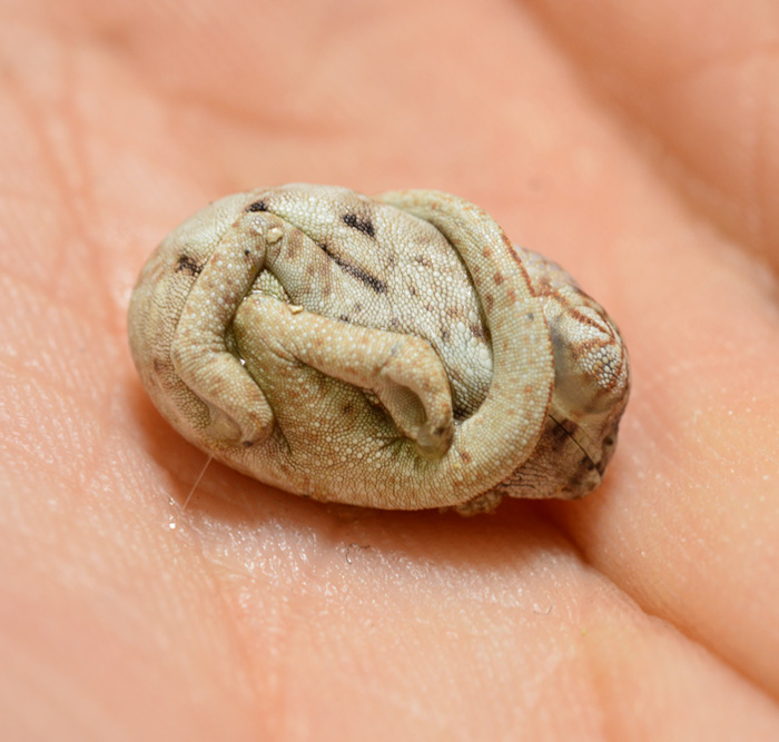 baby-panther-chameleon-seconds-after-hatched-egg-position-3.jpg