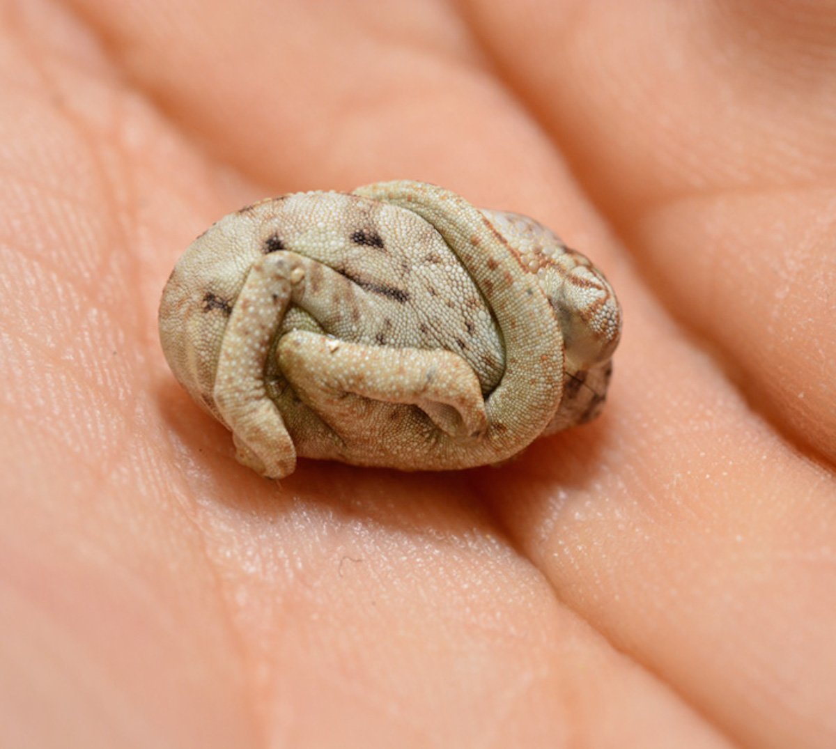 baby-panther-chameleon-seconds-after-hatched-egg-position-4.jpg baby-panther-chameleon-seconds-after-hatched-egg-position-4.jpg