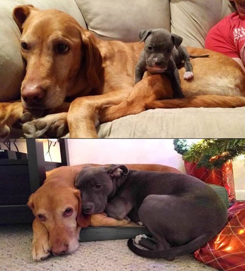 baby-pit-bull-dog-friends.jpg