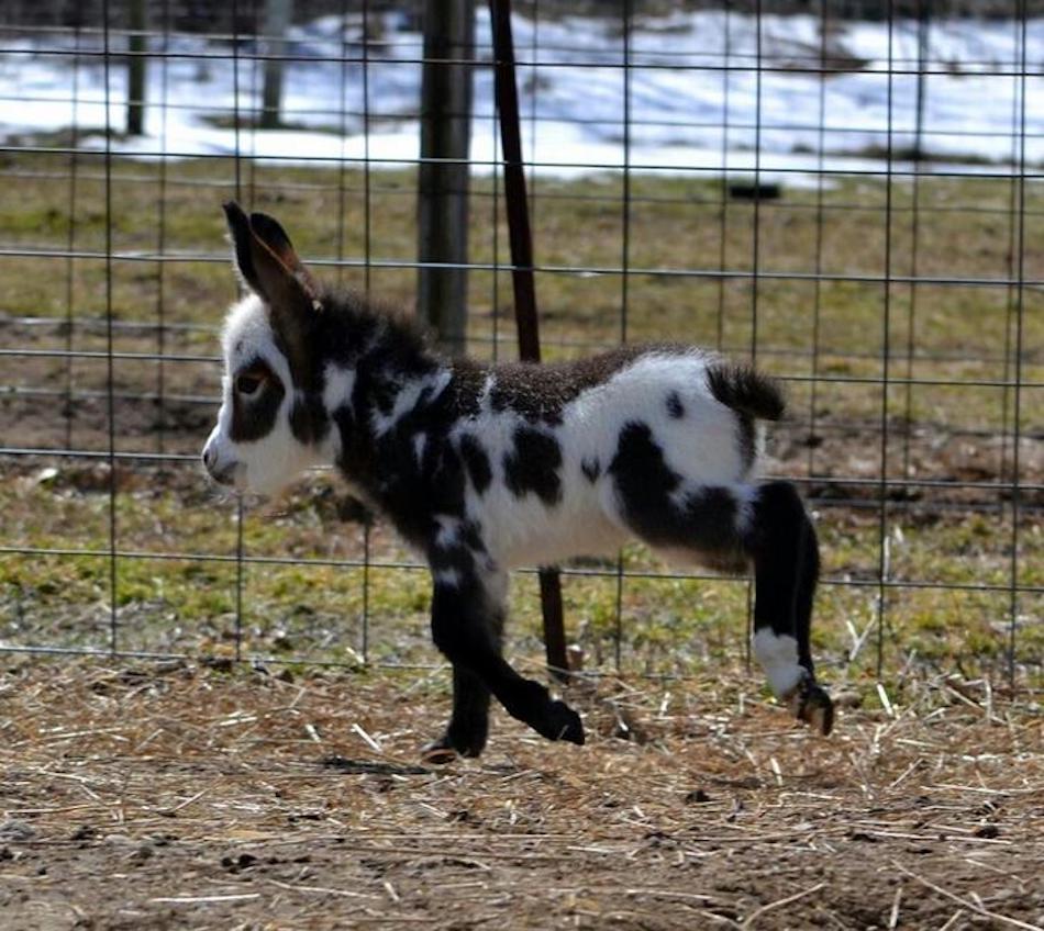 baby-spots.jpg
