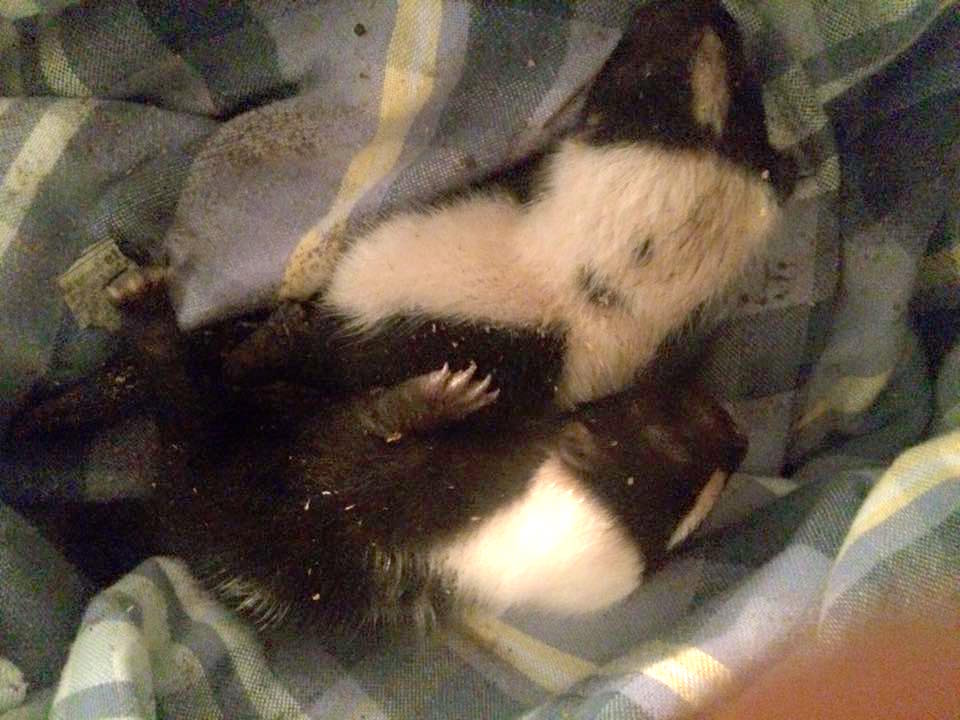 babyskunks_a.jpg