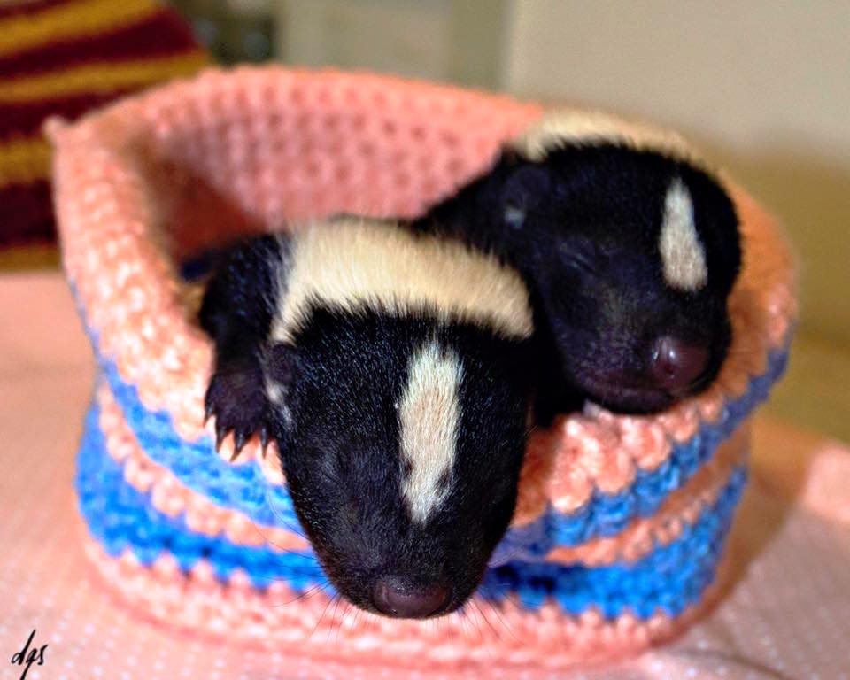 babyskunks_b.jpg