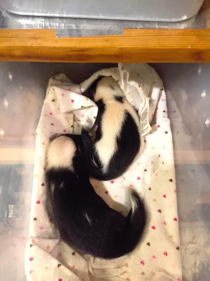 babyskunks_c.jpg