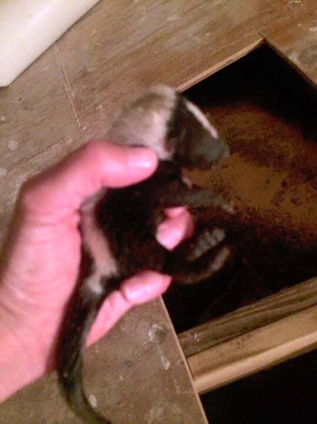 babyskunks_f.jpg