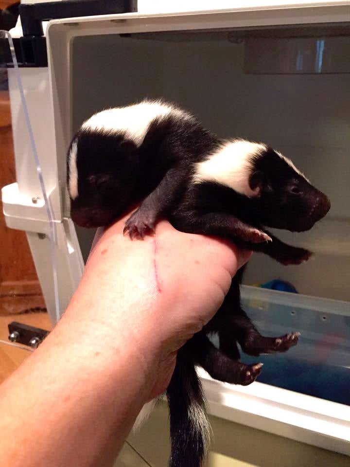 babyskunks_g.jpg