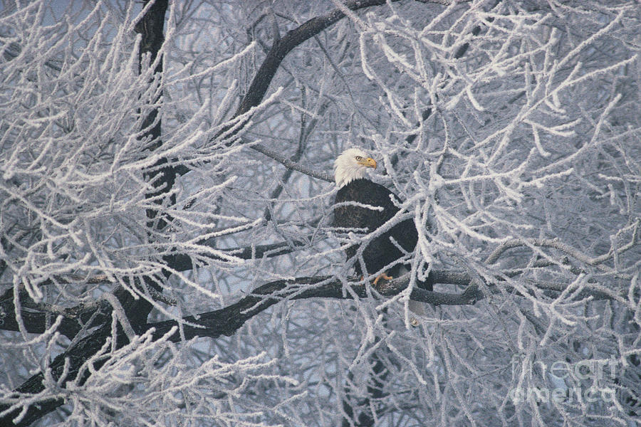bald-eagle-in-frost-covered-tree-ron-sanford.jpg