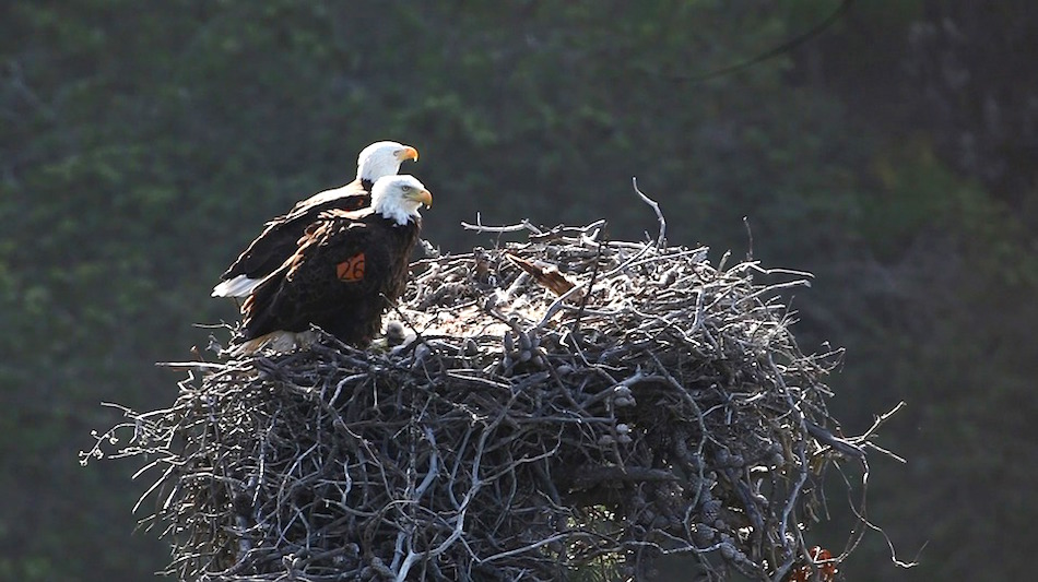 bald-eagle-mates.jpg