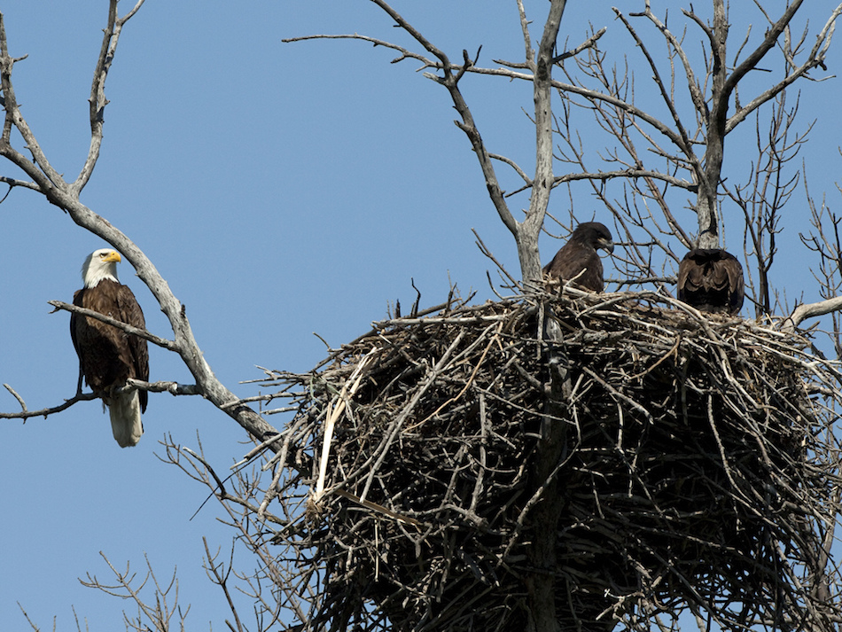 bald-eagle-nest.jpg