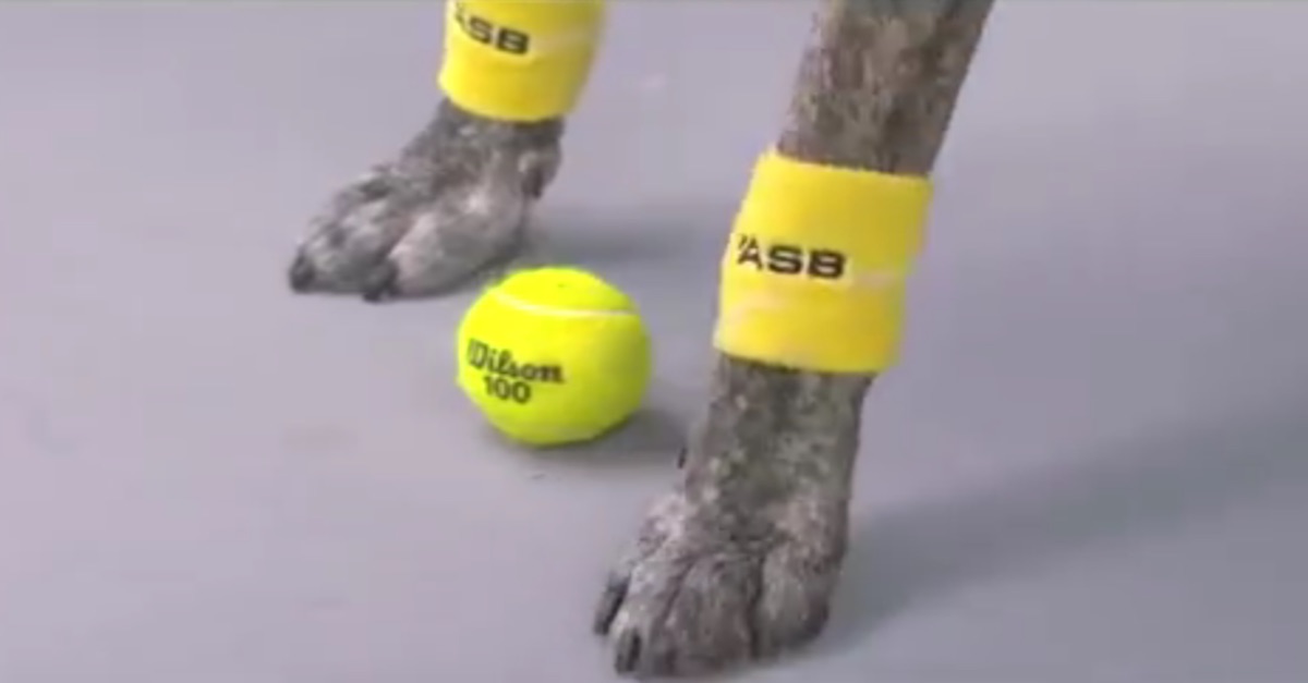 ball_dogs