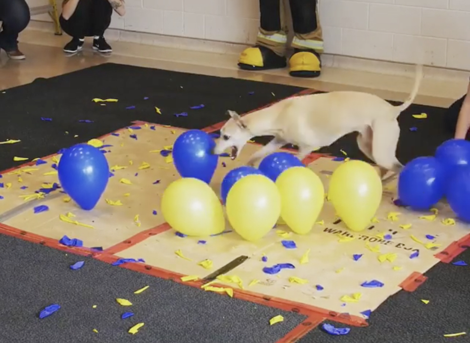 balloon-popping-dog.jpg