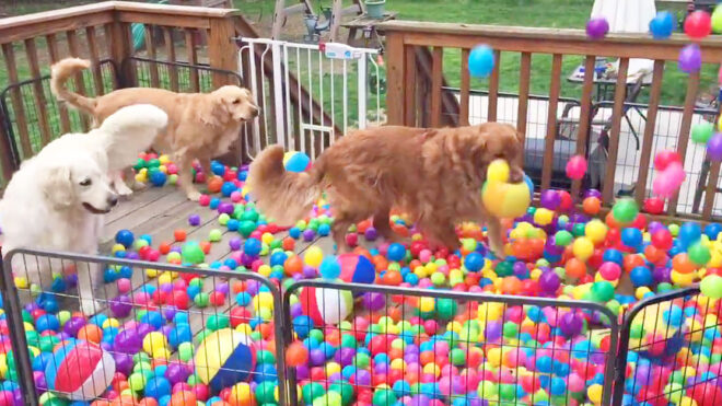 ballpit